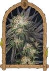 Georgia Cream strain by Exotic Seed