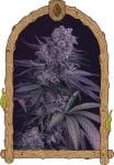 Quick Black Lemon strain by Exotic Seed