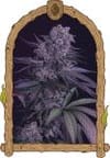 Quick Black Lemon strain by Exotic Seed