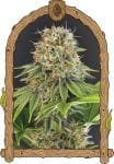 Wedding Monkey strain by Exotic Seed