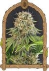 Wedding Monkey strain by Exotic Seed