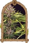 ZZZ Auto strain by Exotic Seed