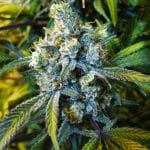 Super Silver Haze Feminised Seeds - 5-NV-SSH