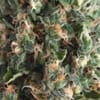 Super OG Kush Auto Feminisiert Saatgut-PYR-SOG-AUTO-FEM