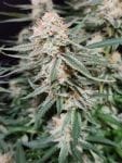 Chill Out OG F4 cannabis strain by Mr. Grow It