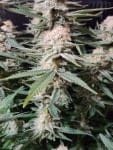 Chill Out OG F4 cannabis strain by Mr. Grow It