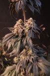 Fast Buds Papayaton Feminised Strain