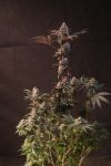 Fast Buds Lemon Cherry Runtz Strain