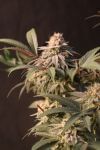 Fast Buds Lemon Cherry Runtz Strain