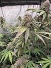 Biscotti Gelato Feminised by Fast Buds