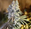 Gen 1 Duet Fast by Ethos Genetics