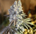 Gen 1 Duet Fast by Ethos Genetics