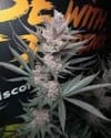 The Pulp Father strain by Solfire Gardens