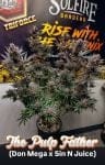 The Pulp Father strain by Solfire Gardens