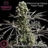 Mentha de Croco Fern BX1 F2 Mutant Strain