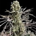 Mentha de Croco Fern BX1 F2 Mutant Strain