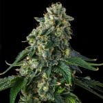 Presidential Pardon Feminised strain by Compound Genetics