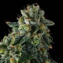 Presidential Pardon Feminised strain by Compound Genetics