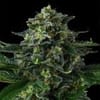 Philbo Baggins Feminised strain by Compound Genetics