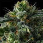 Philbo Baggins Feminised strain by Compound Genetics