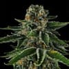 Mr Jones Feminised strain by Compound Genetics