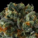 Mr Jones Feminised strain by Compound Genetics