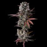 Hawaiian Sunkist Feminised strain by Compound Genetics