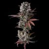 Hawaiian Sunkist Feminised strain by Compound Genetics