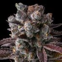 Hawaiian Sunkist Feminised strain by Compound Genetics