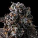 Dulce Dreams Feminised strain by Compound Genetics