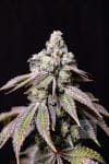 Blueberry Fudge Feminised strain by Lovin In Her Eyes