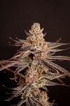 Boardwalk Bubba Feminised strain by Lovin In Her Eyes