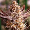 Grape Amethyst Feminised strain by Lovin In Her Eyes