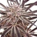 Grape Amethyst Feminised strain by Lovin In Her Eyes