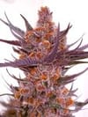 Spanish Moon Feminised strain by Lovin In Her Eyes