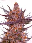 Spanish Moon Feminised strain by Lovin In Her Eyes