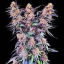 Spanish Moon Feminised strain by Lovin In Her Eyes