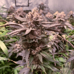 Slush Mint Cake Feminised strain by Dutch Passion