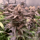 Slush Mint Cake Feminised strain by Dutch Passion