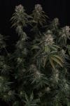 GG4 Feminised strain by Fast Buds