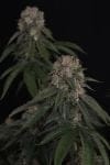 GG4 Feminised strain by Fast Buds