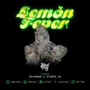 Lemon Fever strain by Wizard Trees