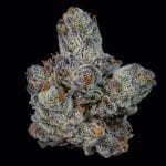 Lemon Fever strain by Wizard Trees