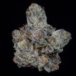 Lemon Fever strain by Wizard Trees