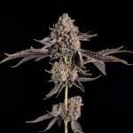 Happy Hour strain by Wizard Trees