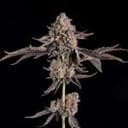 Happy Hour strain by Wizard Trees