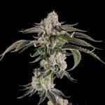 Gridlock strain by Wizard Trees