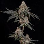 Grand Prixx strain by Wizard Trees