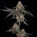 Grand Prixx strain by Wizard Trees