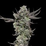 Cali Tings strain by Wizard Trees